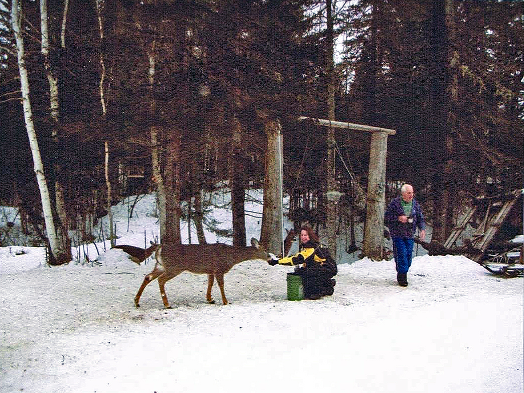 deer feeding in winter